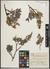 Foto von Salix myrsinites L.